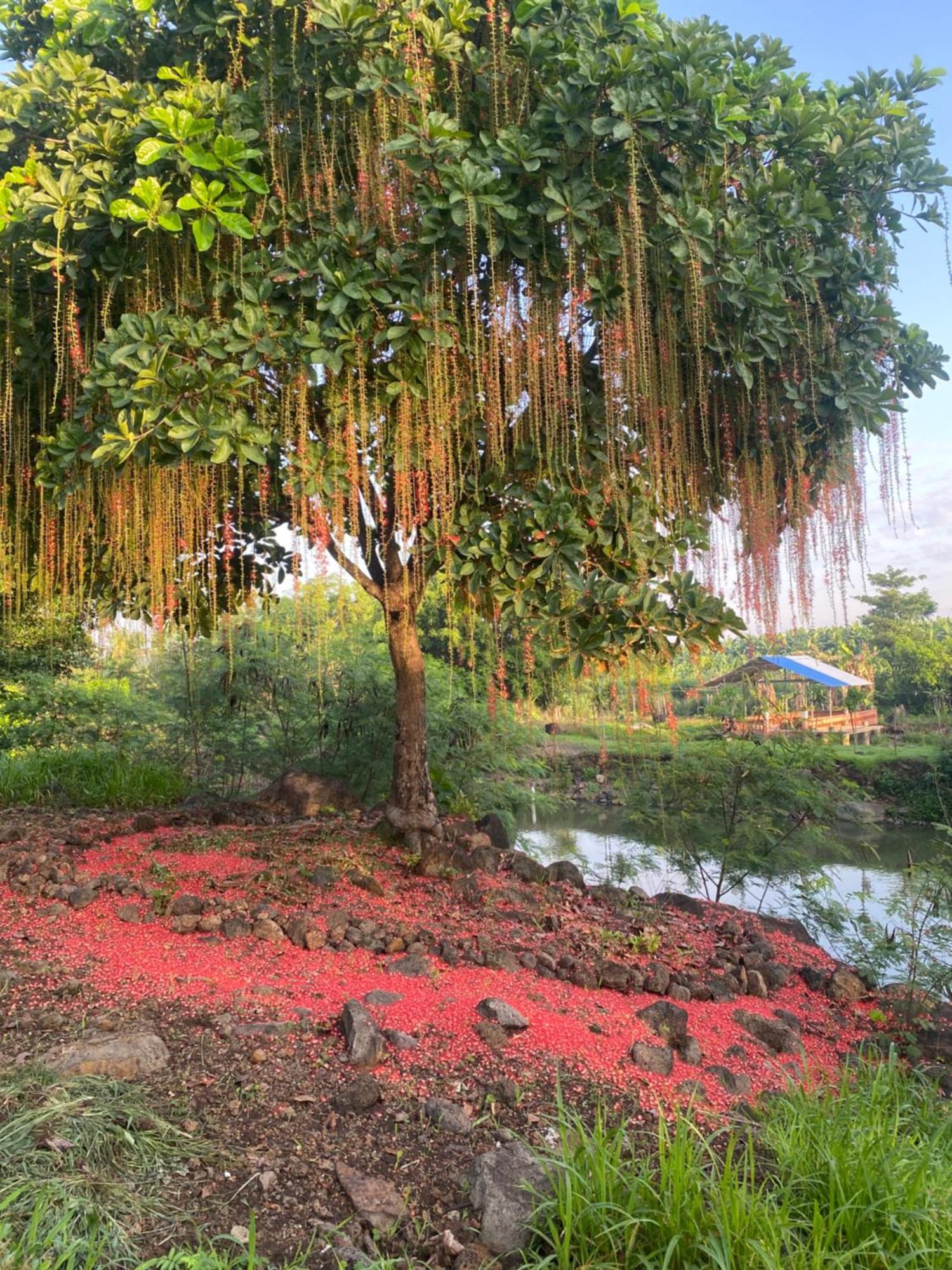 Homestay Tay Xa Trang Bom Exteriör bild